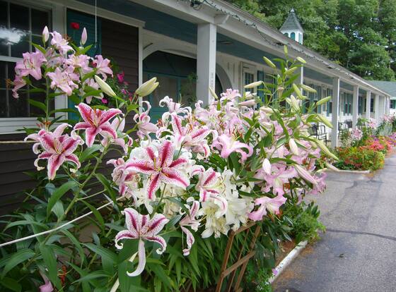 White Trellis Motel is a family friendly hotel in North Conway, New Hampshire (NH)